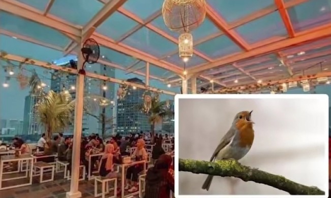 Ilustrasi memutar suara burung di tempat makan juga bayar royalti. [Instagram]